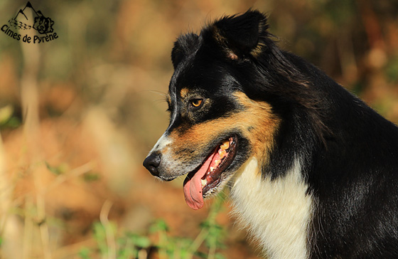 site de rencontre pour chiens saillie